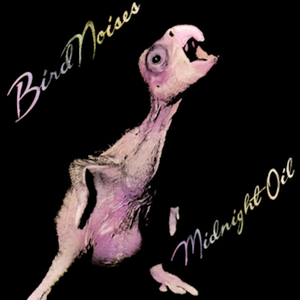 Midnight Oil: Bird Noises